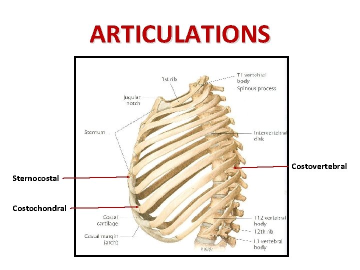 ARTICULATIONS Costovertebral Sternocostal Costochondral 