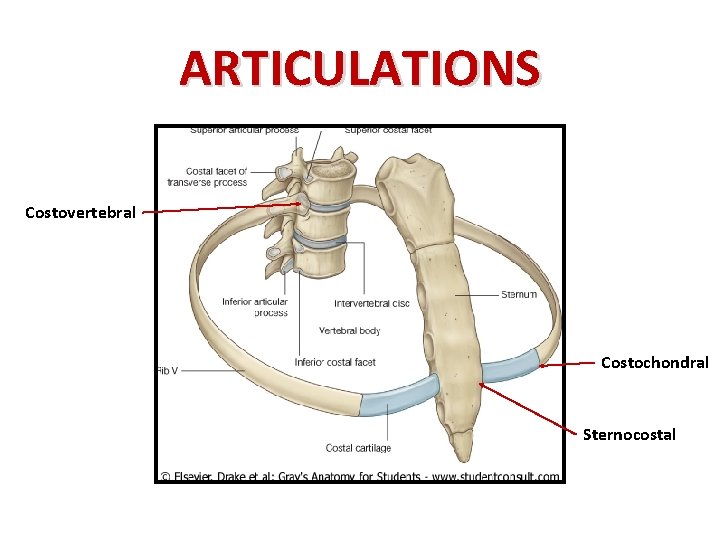 ARTICULATIONS Costovertebral Costochondral Sternocostal 