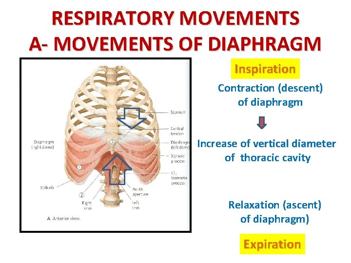 RESPIRATORY MOVEMENTS A- MOVEMENTS OF DIAPHRAGM Inspiration Contraction (descent) of diaphragm Increase of vertical