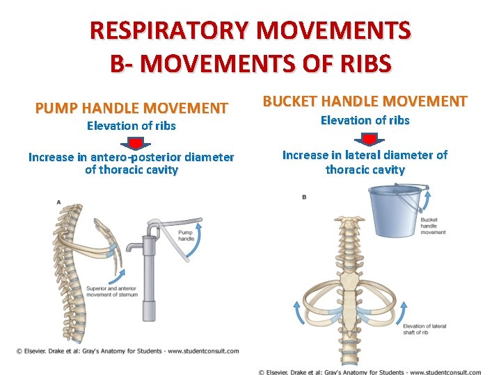 RESPIRATORY MOVEMENTS B- MOVEMENTS OF RIBS PUMP HANDLE MOVEMENT BUCKET HANDLE MOVEMENT Elevation of