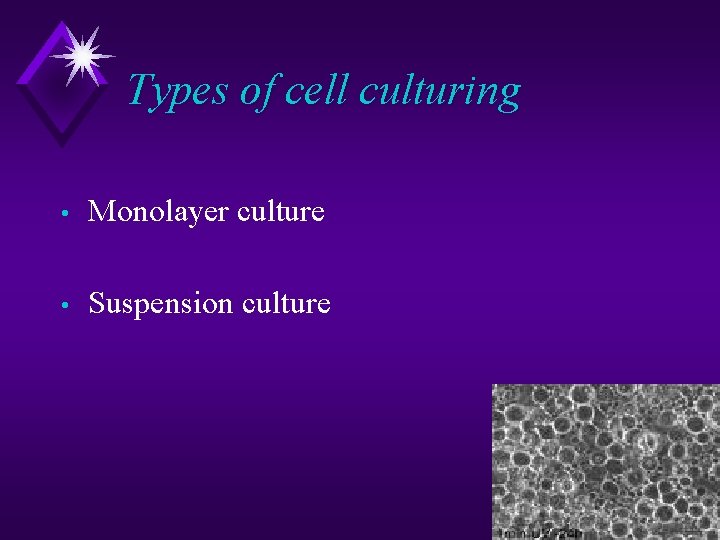 Types of cell culturing • Monolayer culture • Suspension culture 