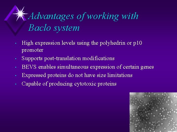 Advantages of working with Baclo system • • • High expression levels using the