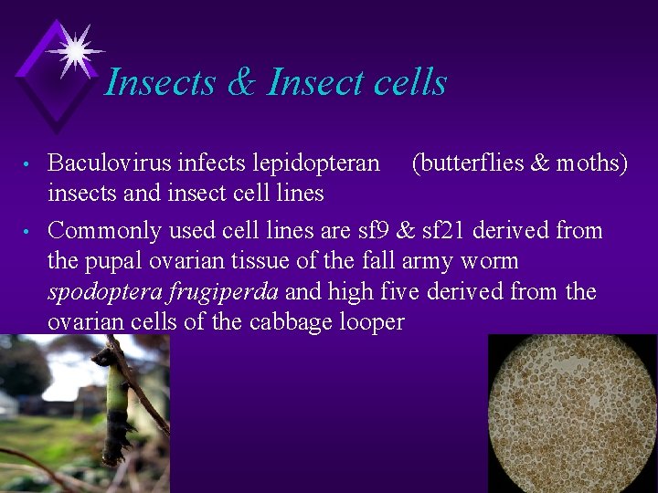 Insects & Insect cells • • Baculovirus infects lepidopteran (butterflies & moths) insects and Insects & Insect cells • • Baculovirus infects lepidopteran (butterflies & moths) insects and