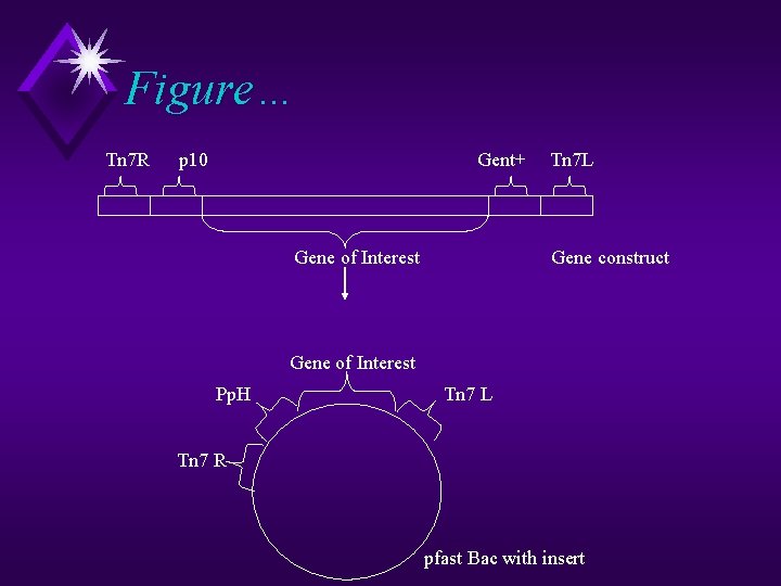 Figure… Tn 7 R p 10 Gent+ Gene of Interest Tn 7 L Gene