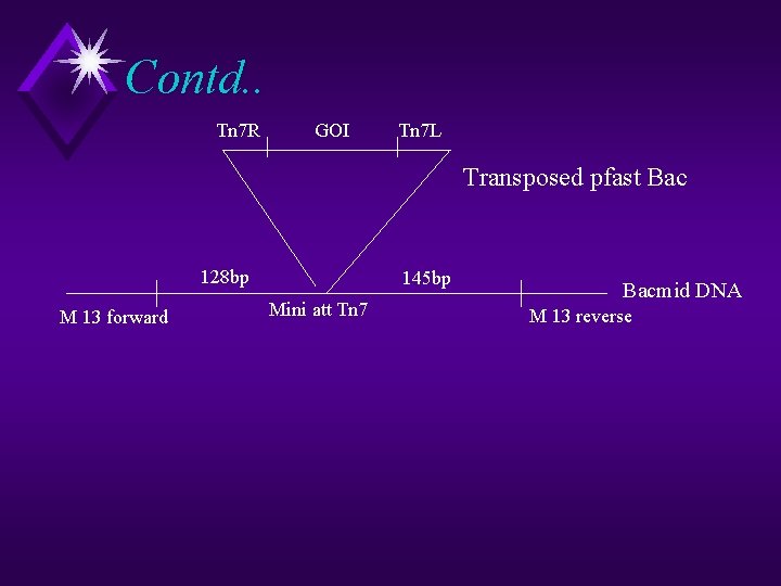 Contd. . Tn 7 R GOI Tn 7 L Transposed pfast Bac 128 bp Contd. . Tn 7 R GOI Tn 7 L Transposed pfast Bac 128 bp