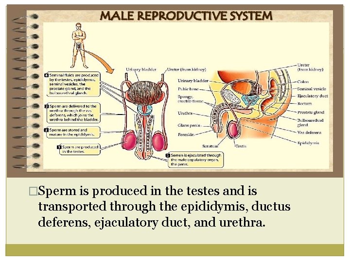 �Sperm is produced in the testes and is transported through the epididymis, ductus deferens,