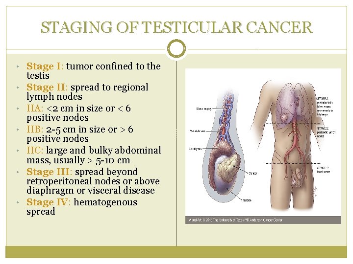 STAGING OF TESTICULAR CANCER • Stage I: tumor confined to the • • •