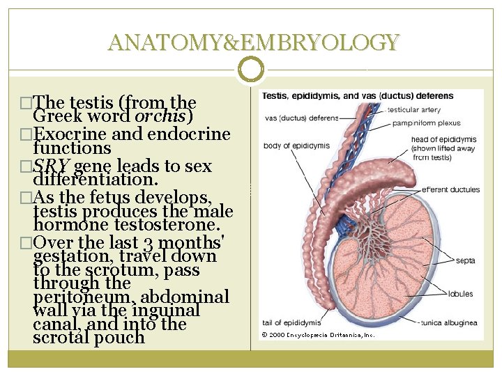 ANATOMY&EMBRYOLOGY �The testis (from the Greek word orchis) �Exocrine and endocrine functions �SRY gene