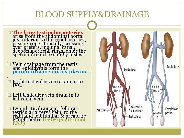 BLOOD SUPPLY&DRAINAGE � The long testicular arteries arise from the abdominal aorta, just inferior