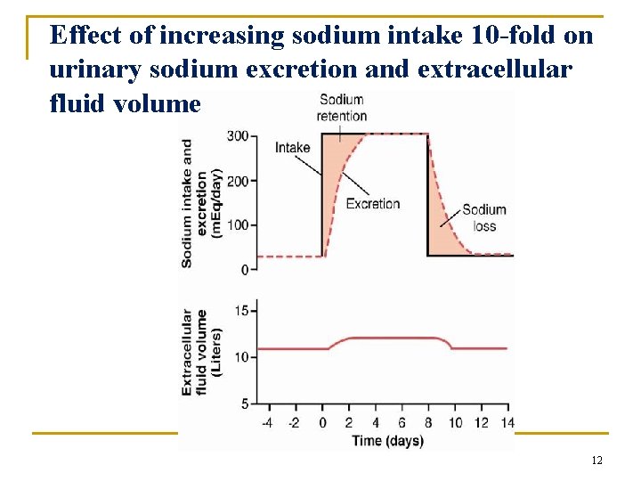 Effect of increasing sodium intake 10 -fold on urinary sodium excretion and extracellular fluid Effect of increasing sodium intake 10 -fold on urinary sodium excretion and extracellular fluid