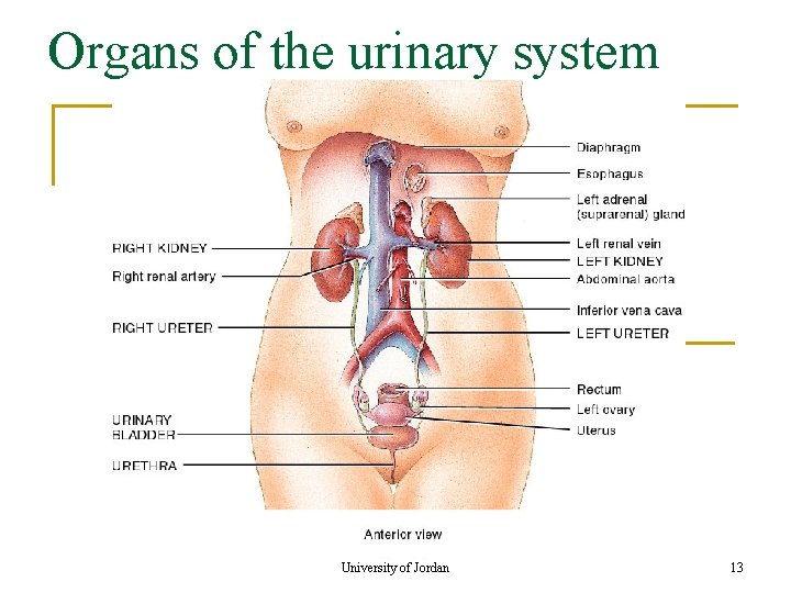 Organs of the urinary system University of Jordan 13 Organs of the urinary system University of Jordan 13