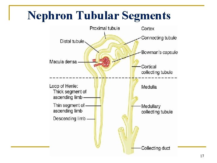 Nephron Tubular Segments 17 Nephron Tubular Segments 17