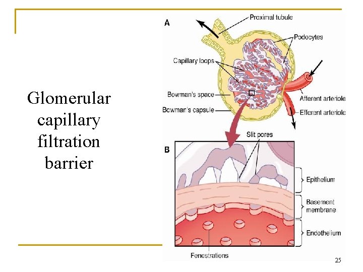 Glomerular capillary filtration barrier 25 Glomerular capillary filtration barrier 25