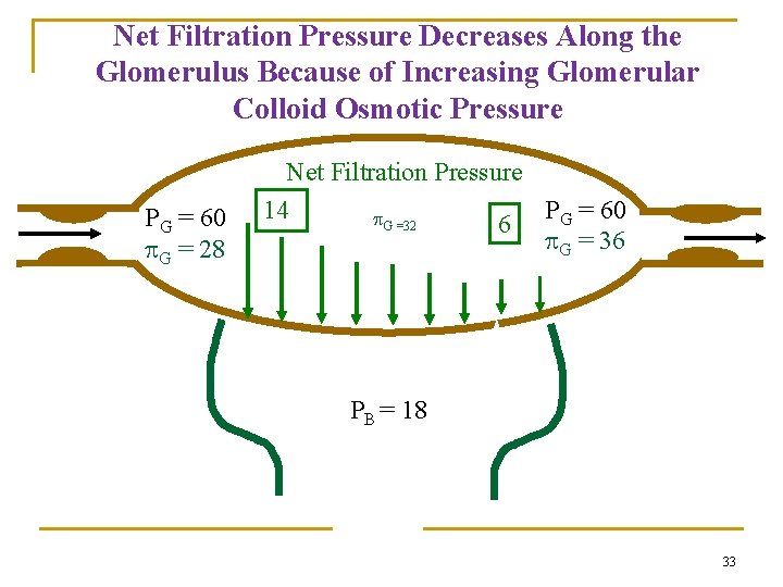 Net Filtration Pressure Decreases Along the Glomerulus Because of Increasing Glomerular Colloid Osmotic Pressure Net Filtration Pressure Decreases Along the Glomerulus Because of Increasing Glomerular Colloid Osmotic Pressure