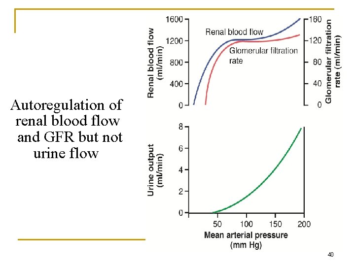 Autoregulation of renal blood flow and GFR but not urine flow 40 Autoregulation of renal blood flow and GFR but not urine flow 40
