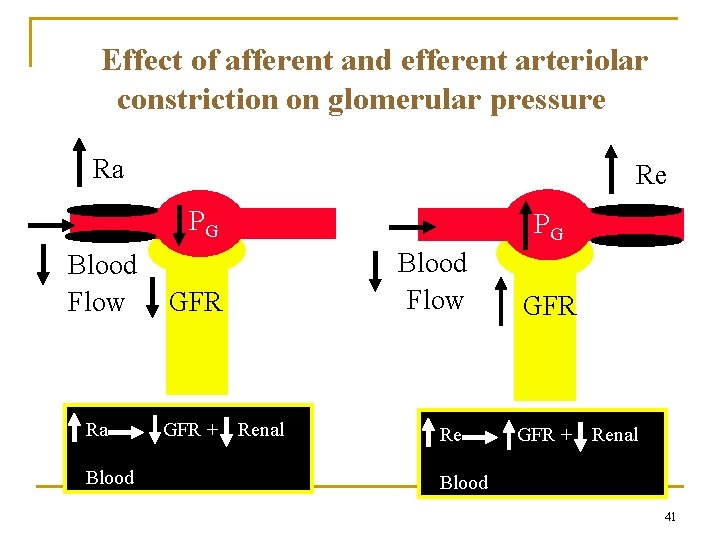 Effect of afferent and efferent arteriolar constriction on glomerular pressure Ra Re PG Blood Effect of afferent and efferent arteriolar constriction on glomerular pressure Ra Re PG Blood