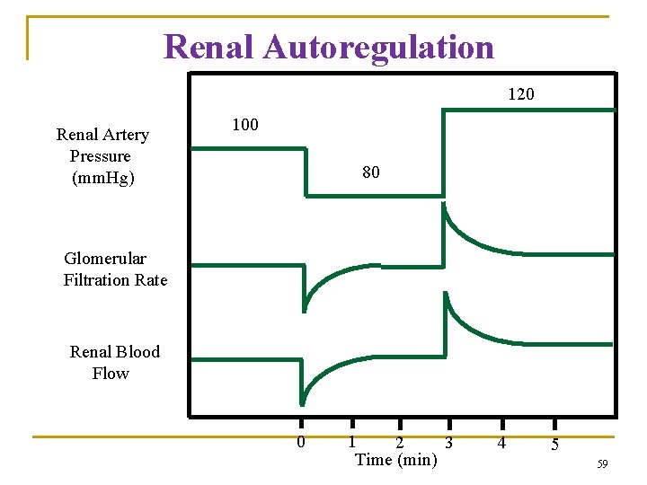 Renal Autoregulation 120 Renal Artery Pressure (mm. Hg) 100 80 Glomerular Filtration Rate Renal Renal Autoregulation 120 Renal Artery Pressure (mm. Hg) 100 80 Glomerular Filtration Rate Renal
