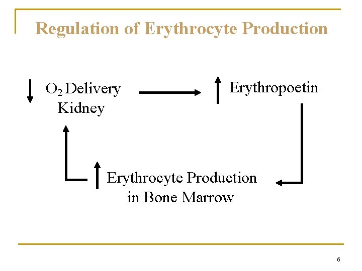 Regulation of Erythrocyte Production O 2 Delivery Kidney Erythropoetin Erythrocyte Production in Bone Marrow Regulation of Erythrocyte Production O 2 Delivery Kidney Erythropoetin Erythrocyte Production in Bone Marrow