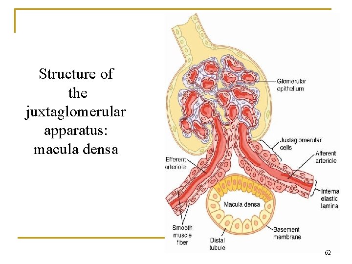 Structure of the juxtaglomerular apparatus: macula densa 62 Structure of the juxtaglomerular apparatus: macula densa 62