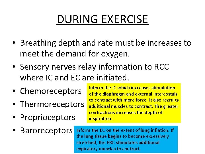 DURING EXERCISE • Breathing depth and rate must be increases to meet the demand DURING EXERCISE • Breathing depth and rate must be increases to meet the demand