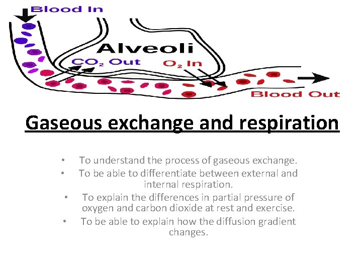 Gaseous exchange and respiration To understand the process of gaseous exchange. To be able Gaseous exchange and respiration To understand the process of gaseous exchange. To be able