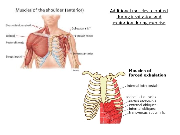 Additional muscles recruited during inspiration and expiration during exercise Additional muscles recruited during inspiration and expiration during exercise