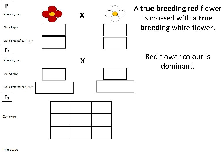 A true breeding red flower is crossed with a true breeding white flower. Red
