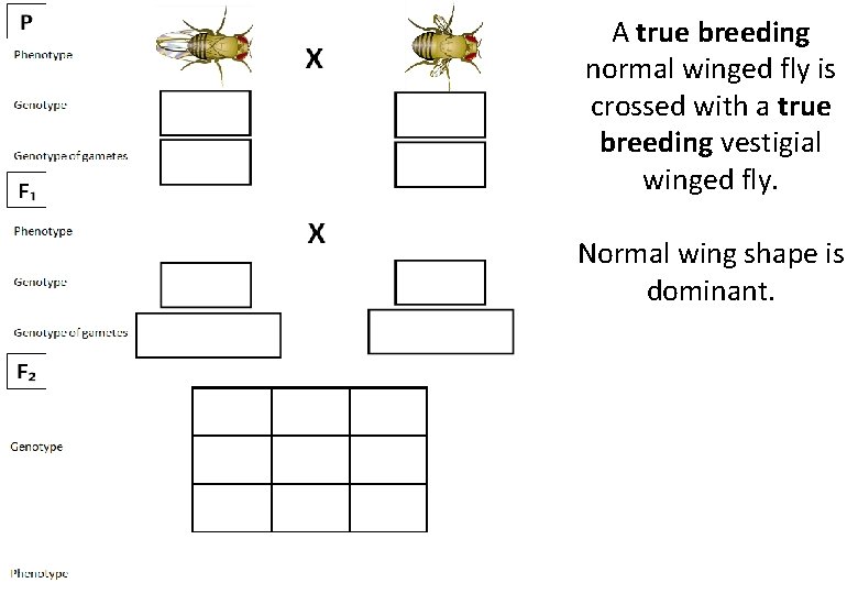 A true breeding normal winged fly is crossed with a true breeding vestigial winged