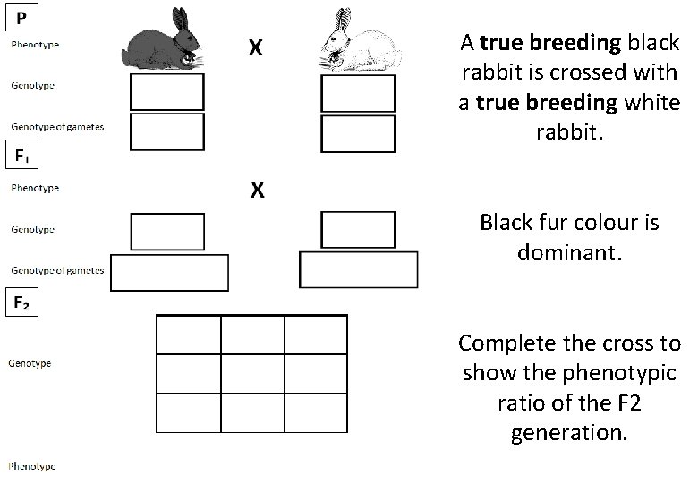 A true breeding black rabbit is crossed with a true breeding white rabbit. Black