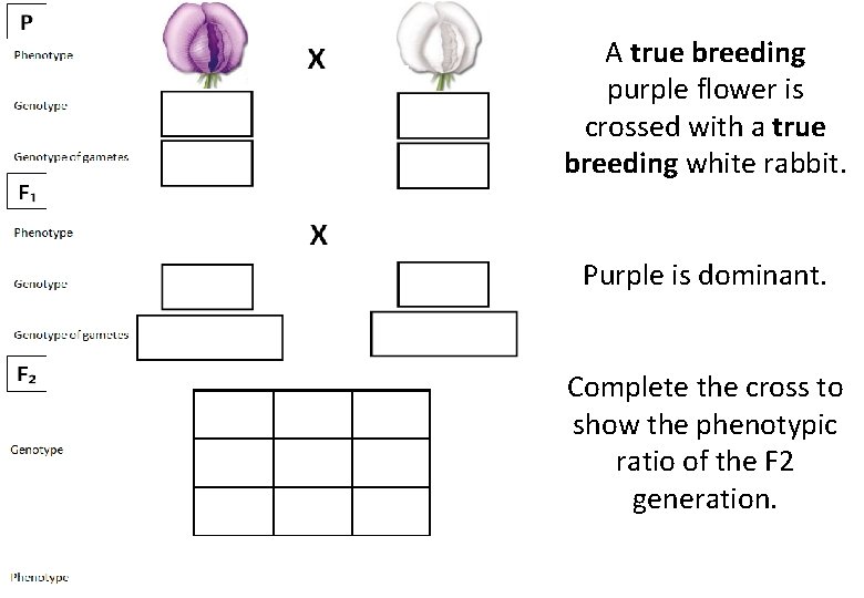 A true breeding purple flower is crossed with a true breeding white rabbit. Purple