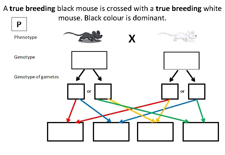 A true breeding black mouse is crossed with a true breeding white mouse. Black