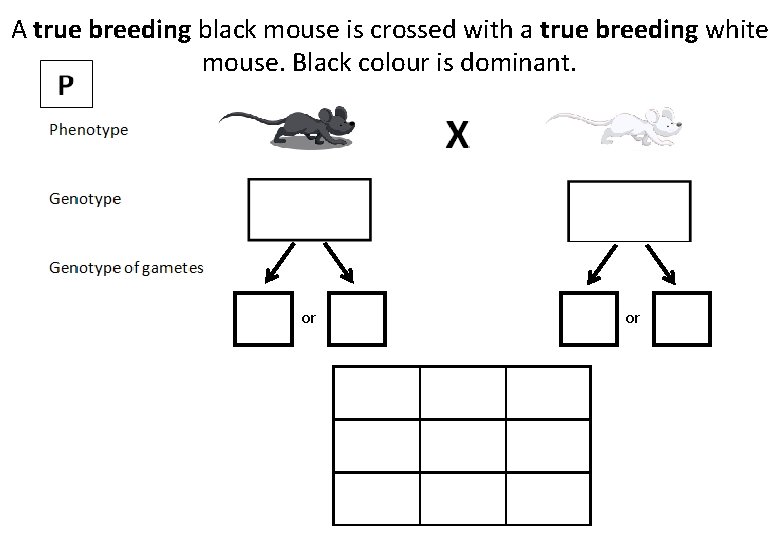 A true breeding black mouse is crossed with a true breeding white mouse. Black