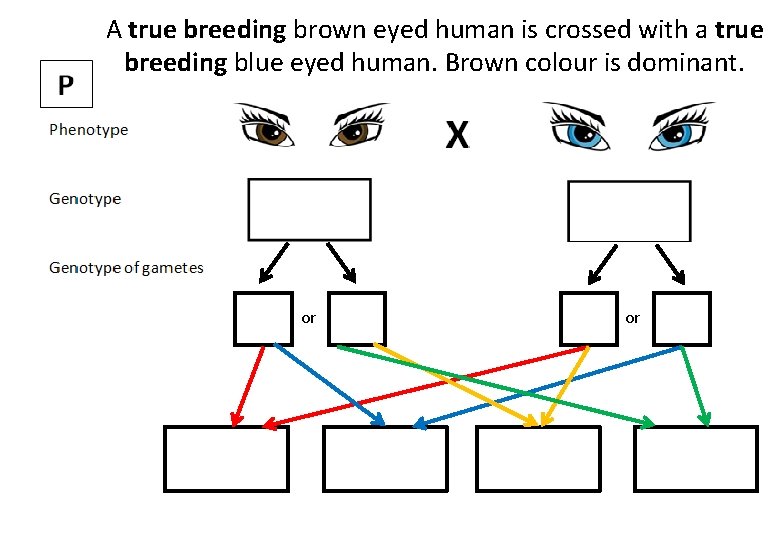 A true breeding brown eyed human is crossed with a true breeding blue eyed