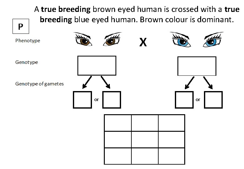 A true breeding brown eyed human is crossed with a true breeding blue eyed