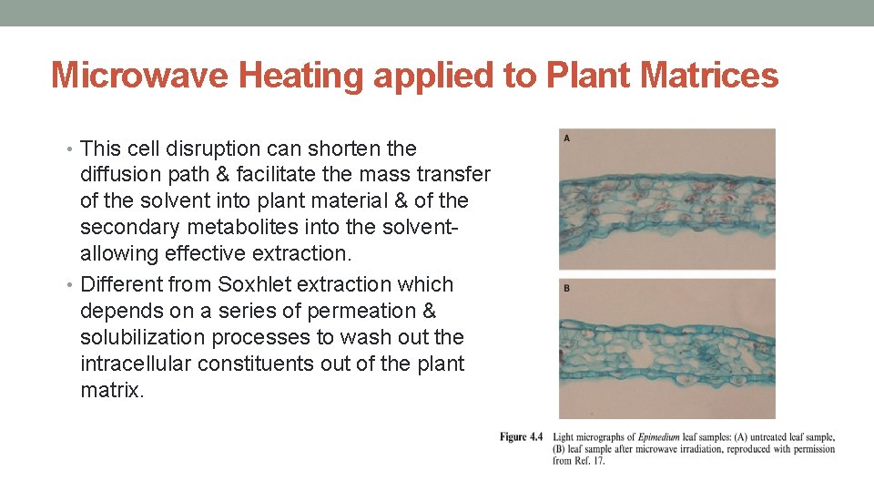 Microwave Heating applied to Plant Matrices • This cell disruption can shorten the diffusion