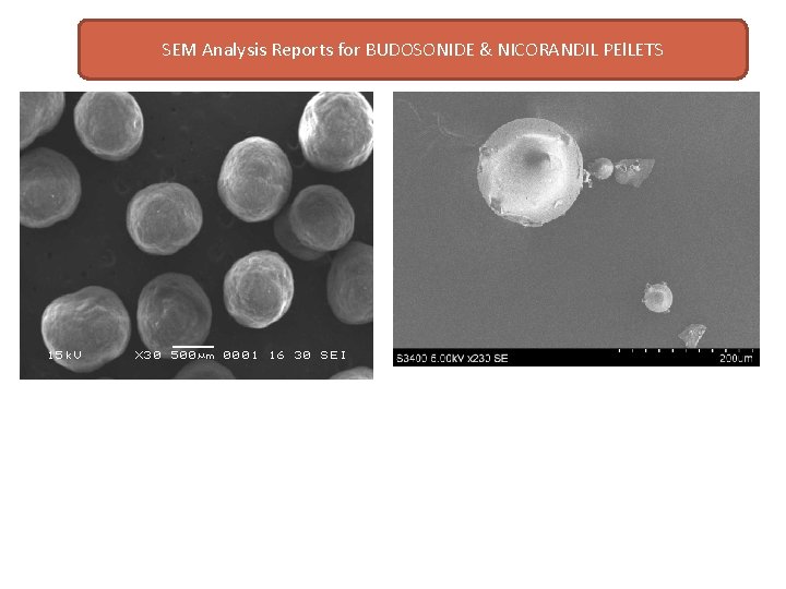 SEM Analysis Reports for BUDOSONIDE & NICORANDIL PEl. LETS SEM Analysis Reports for BUDOSONIDE & NICORANDIL PEl. LETS
