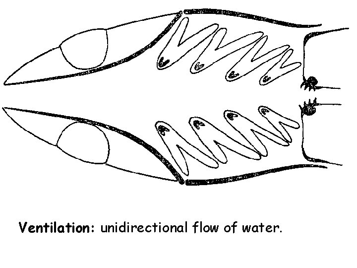 Ventilation: unidirectional flow of water. Ventilation: unidirectional flow of water.