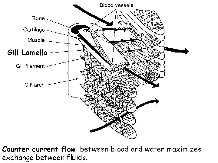 Gill Lamella Counter current flow between blood and water maximizes exchange between fluids. Gill Lamella Counter current flow between blood and water maximizes exchange between fluids.