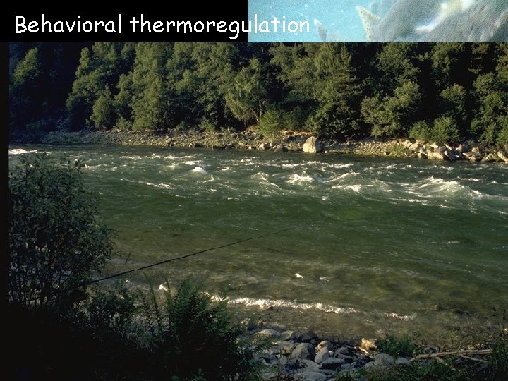 Behavioral thermoregulation Behavioral thermoregulation
