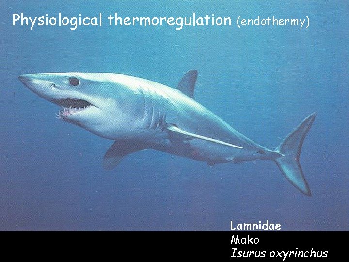 Physiological thermoregulation (endothermy) Lamnidae Mako Isurus oxyrinchus Physiological thermoregulation (endothermy) Lamnidae Mako Isurus oxyrinchus