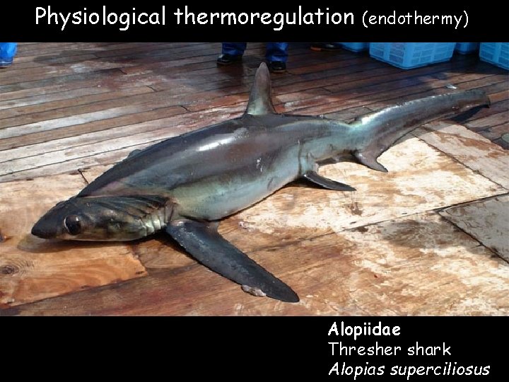 Physiological thermoregulation (endothermy) Alopiidae Thresher shark Alopias superciliosus Physiological thermoregulation (endothermy) Alopiidae Thresher shark Alopias superciliosus