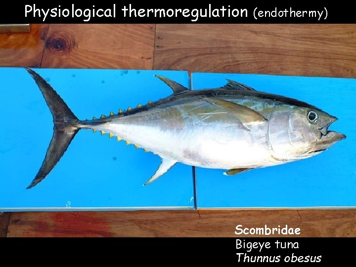 Physiological thermoregulation (endothermy) Scombridae Bigeye tuna Thunnus obesus Physiological thermoregulation (endothermy) Scombridae Bigeye tuna Thunnus obesus