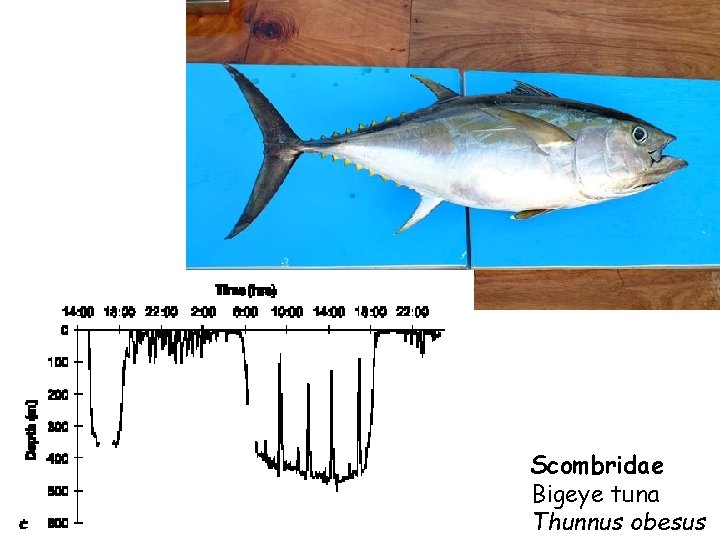 Scombridae Bigeye tuna Thunnus obesus Scombridae Bigeye tuna Thunnus obesus