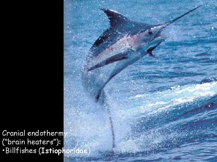 Cranial endothermy (“brain heaters”): • Billfishes (Istiophoridae) Cranial endothermy (“brain heaters”): • Billfishes (Istiophoridae)