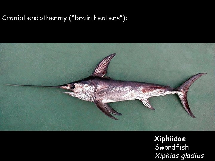 Cranial endothermy (“brain heaters”): Xiphiidae Swordfish Xiphias gladius Cranial endothermy (“brain heaters”): Xiphiidae Swordfish Xiphias gladius