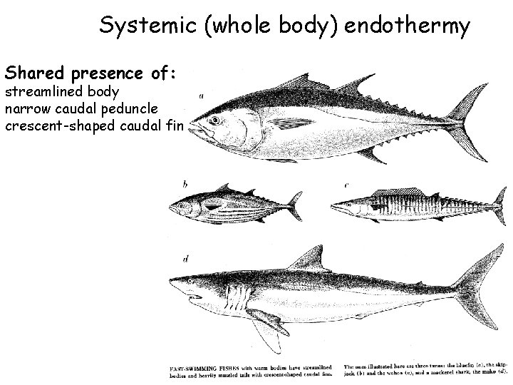 Systemic (whole body) endothermy Shared presence of: streamlined body narrow caudal peduncle crescent-shaped caudal Systemic (whole body) endothermy Shared presence of: streamlined body narrow caudal peduncle crescent-shaped caudal