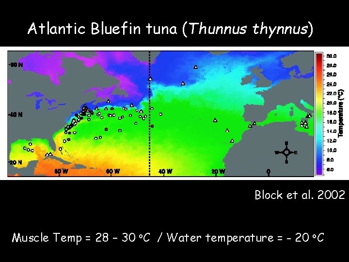 Atlantic Bluefin tuna (Thunnus thynnus) Block et al. 2002 Muscle Temp = 28 – Atlantic Bluefin tuna (Thunnus thynnus) Block et al. 2002 Muscle Temp = 28 –