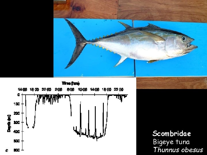 Scombridae Bigeye tuna Thunnus obesus Scombridae Bigeye tuna Thunnus obesus