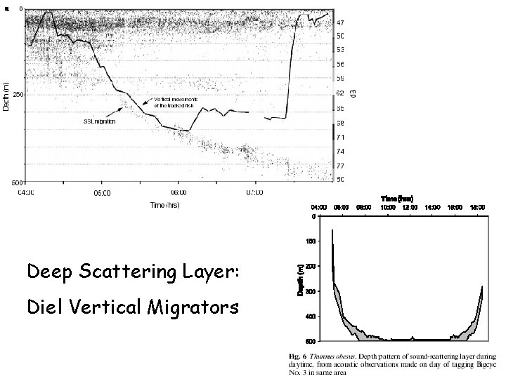 Deep Scattering Layer: Diel Vertical Migrators Deep Scattering Layer: Diel Vertical Migrators