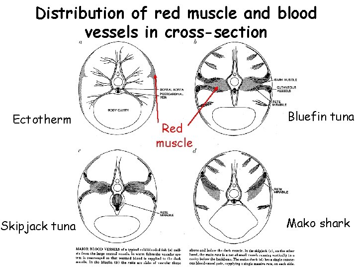 Distribution of red muscle and blood vessels in cross-section Ectotherm Skipjack tuna Red muscle Distribution of red muscle and blood vessels in cross-section Ectotherm Skipjack tuna Red muscle